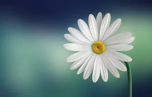 Stunning Close-up Of A Cute Daisy Flower Wallpaper