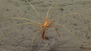 Stunning Close-up Of A Majestic Sea Spider Wallpaper