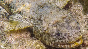 Stunning Close-up Of A Vibrant Lizardfish Wallpaper