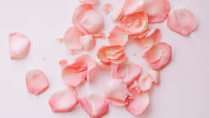 Stunning Close-up Of Red Rose Petal Wallpaper