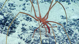 Stunning Close-up Of The Complex Sea Spider In Its Natural Habitat Wallpaper