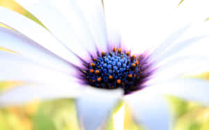 Stunning Close-up Shot Of Beautiful Macro Flower Wallpaper