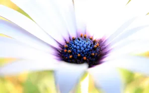 Stunning Close-up Shot Of Beautiful Macro Flower Wallpaper