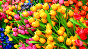 Stunning Colorful Flowers In Full Bloom Wallpaper