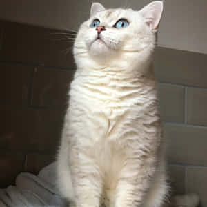 Stunning Colorpoint Shorthair Cat Lounging In Natural Light Wallpaper