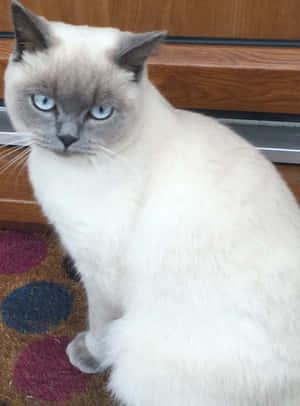 Stunning Colorpoint Shorthair Cat With Blue Eyes Wallpaper