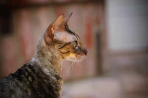 Stunning Cornish Rex Cat Posing Elegantly Wallpaper