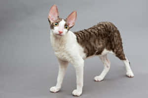 Stunning Cornish Rex Posing In A Natural Setting Wallpaper