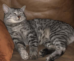 Stunning Egyptian Mau Cat Lounging In Its Majestic Glory Wallpaper