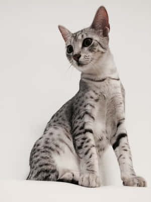 Stunning Egyptian Mau Cat Lounging Wallpaper