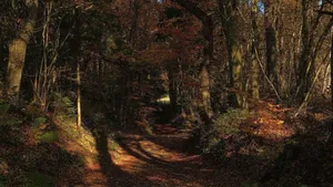 Stunning Fall Foliage Display In Tranquil Forest Wallpaper