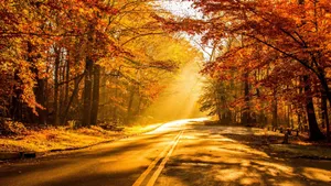 Stunning Fall Foliage In A Forest Landscape Wallpaper