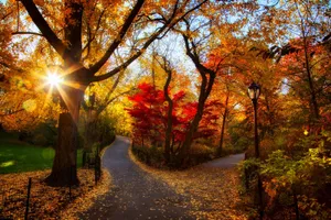 Stunning Fall Foliage In A Serene Forest Wallpaper
