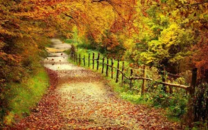 Stunning Fall Foliage In A Serene Park Wallpaper