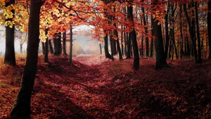 Stunning Fall Foliage In The Forest Wallpaper