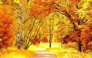 Stunning Fall Foliage Scenery In The Forest Wallpaper