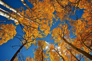 Stunning Fall Landscape At Sunset Wallpaper