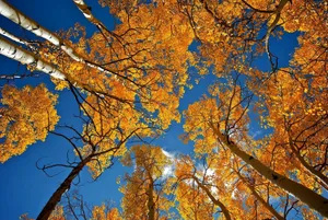 Stunning Fall Landscape At Sunset Wallpaper