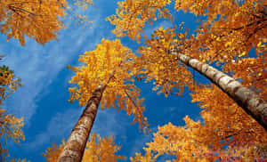 Stunning Fall Trees In A Serene Landscape Wallpaper