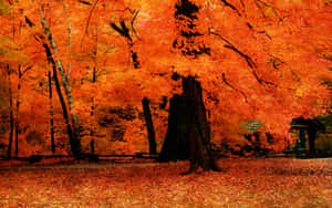 Stunning Fall Trees In Full Color Wallpaper