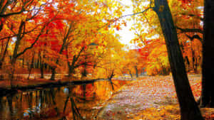 Stunning Fall Trees In Vibrant Colors Wallpaper