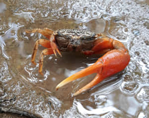 Stunning Fiddler Crab Displaying Colorful Carapace Wallpaper