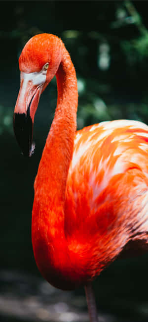 Stunning Flamingo Adorns An Iphone Wallpaper