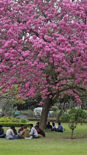 Stunning Flower Tree In Full Bloom Wallpaper