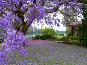 Stunning Flower Tree In Full Bloom Wallpaper