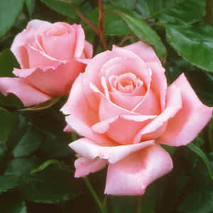 Stunning Hybrid Tea Roses In Full Bloom Wallpaper