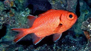 Stunning Image Of A Soldierfish In Its Natural Habitat Wallpaper