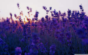 Stunning Lavender Fields Near Valensole, France Wallpaper