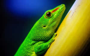 Stunning Livid Gecko Lurking In Nature Wallpaper