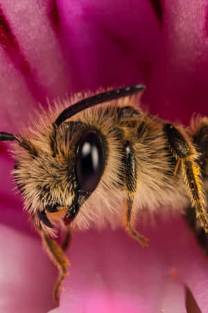 Stunning Macro Close-up Of A Colorful Flower Wallpaper