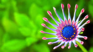 Stunning Macro Photograph Of A Dewdrop Wallpaper