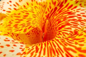 Stunning Macro Photography Of Nature's Beauty Wallpaper