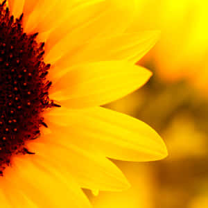 Stunning Macro View Of A Dew-kissed Flower Wallpaper