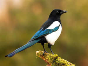 Stunning Magpie Perched On A Branch Wallpaper