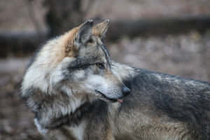 Stunning Mexican Wolf In The Wild Wallpaper