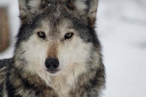 Stunning Mexican Wolf Posing In The Wilds Wallpaper