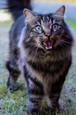 Stunning Norwegian Forest Cat Perched On A Tree Branch Wallpaper