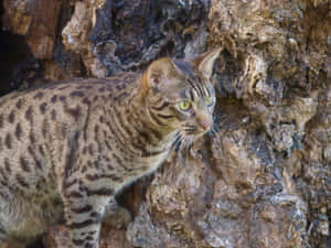 Stunning Ocicat Lounging In A Natural Setting Wallpaper