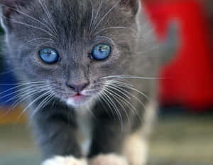 Stunning Ojos Azules Cat Relaxing On A Sofa Wallpaper