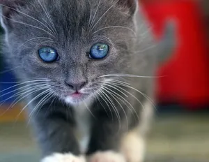 Stunning Ojos Azules Cat Relaxing On A Sofa Wallpaper