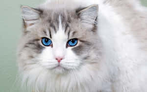 Stunning Ojos Azules Cat With Blue Eyes Wallpaper