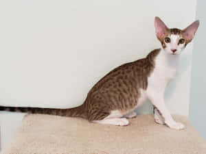 Stunning Oriental Shorthair Cat Posing Elegantly In A High-quality Wallpaper Wallpaper