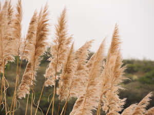 Stunning Pampas Grass In Golden Sunlight Wallpaper