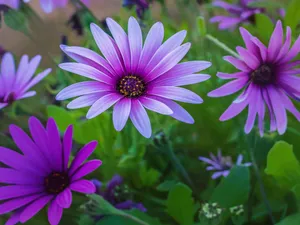 Stunning Perennial Flowers Wallpaper