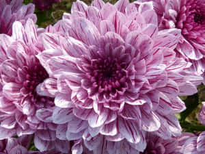 Stunning Pink Chrysanthemums In Full Bloom Wallpaper