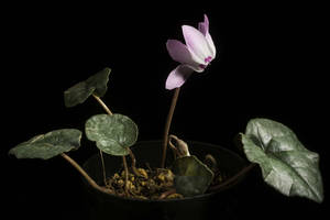 Stunning Pink Cyclamen Libanoticum In Full Bloom Wallpaper